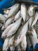 Frozen Horse Mackerel ...