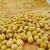 High protein yellow soybean soya beans for sale