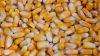 Corn 2021