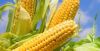 Corn 2021