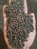 Black peper FAQ/CLEANE...