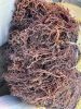 The Best Price and High Quality Sea Moss