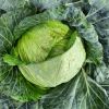 Fresh Cabbage