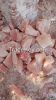 Himalayan pink salt