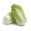 fresh harvest cabbage