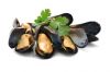blue mussel shells for...
