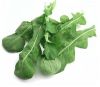 arugula leaf suppliers and suppliers