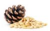 pine nuts suppliers hub