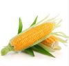 yellow corn manufactur...