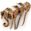 dried seahorse for sale