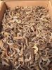 dried seahorse to buy