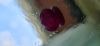 Natural Mozambique Ruby unheated 