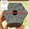 BBQ Coconut Charcoal B...