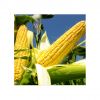 Buy white maize in wholesale direct from farms and suppliers