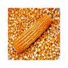 Buy white maize in large quantities fresh stock at low prices