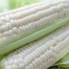 Bulk white maize for sale ideal for wholesalers and distributors