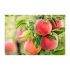 Crisp and juicy red apples for snacking and baking