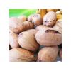 Freshly harvested pecan nuts for cooking and desserts