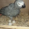 fertile and candle tested parrot birds chicken ducks eggs