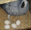 fertile and candle tested parrot birds chicken ducks eggs