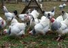 Fertile Eggs fowls chicken chicks poultry eggs parrots birds hens rooster