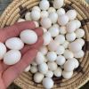 Parrots and Fertile parrot eggs Available now