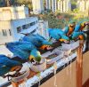 Parrots and Fertile pa...