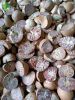 Cheapest Wholesale Pri...