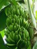 Fresh Banana