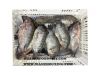 Frozen Tilapia gutted &amp; scaled  Orechromis Niloticus