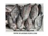 Frozen Tilapia gutted &amp; scaled  Orechromis Niloticus