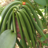 Tahitian Vanilla Beans Grade B