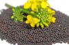 RAPE SEEDS