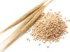  Barley for breweries