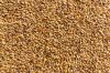  Barley for breweries
