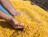 Maize, wheat soft,barl...