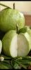 SEEDLESS GUAVA (CRYSTA...