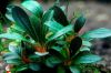 Bucephalandra plant