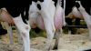 Pregnant Holstein Heif...