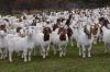  Live Boer Goats / Pur...