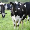 Holstein Friesian Dair...
