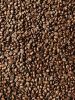 Gayo Arabica Roasted C...