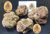 Italian Fresh Truffles