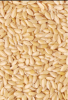 Sesame seeds 