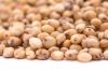 SORGHUM