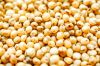 SORGHUM