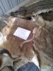 DRY AND WET SALTED DONKEY / HORSE HIDES / WET COW HIDES
