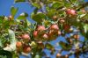 European crab apple (d...