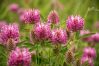 Red clover (dried plan...