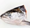 Fish Frames & Heads